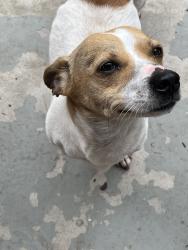 Found/Stray Male Dog last seen Government Hill, San Antonio, TX 78208