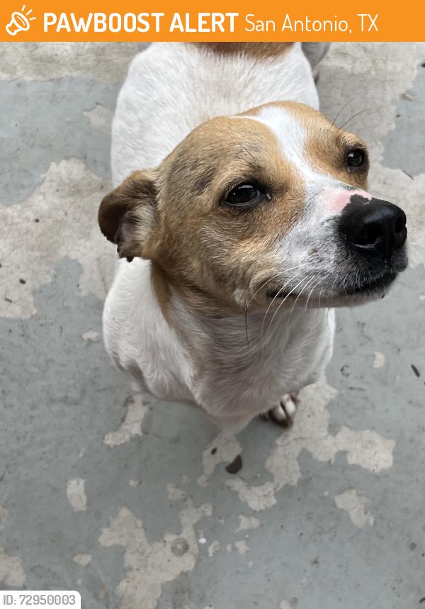 Found/Stray Male Dog last seen Government Hill, San Antonio, TX 78208