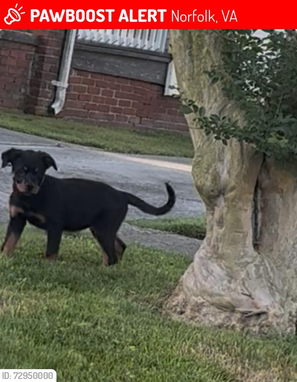 Lost Female Dog last seen Ruffin St Rugby , Norfolk, VA 23504