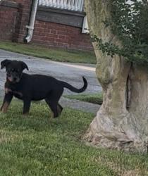 Lost Female Dog last seen Ruffin St Rugby , Norfolk, VA 23504
