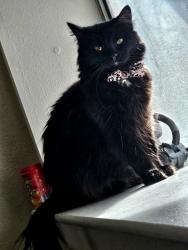 Lost Female Cat last seen Adam steets, Denver, CO 80206