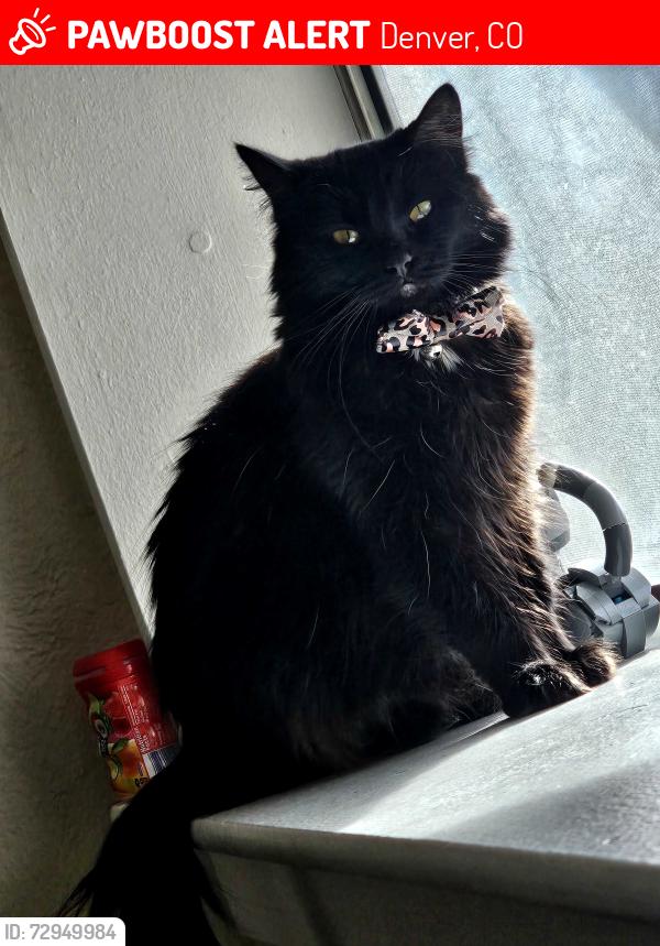 Lost Female Cat last seen Adam steets, Denver, CO 80206