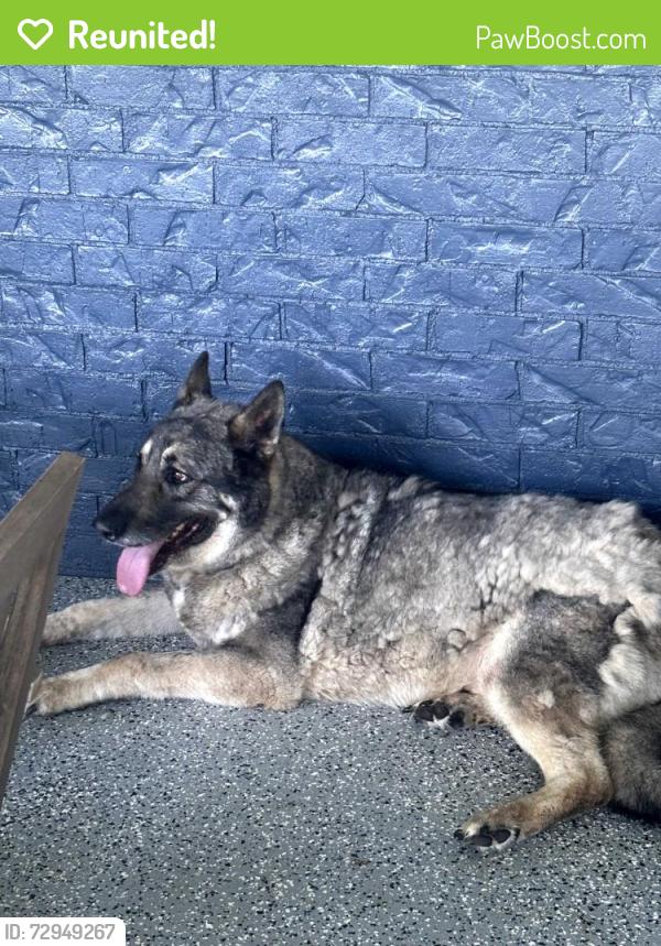 Reunited Male Dog last seen Del & Donna, Denton, TX 76207