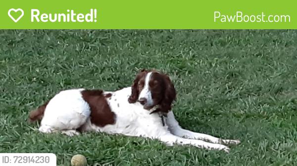 Reunited Male Dog last seen Pisgah Highway & Lon Israel Road Candler, NC , Buncombe County, NC 28715