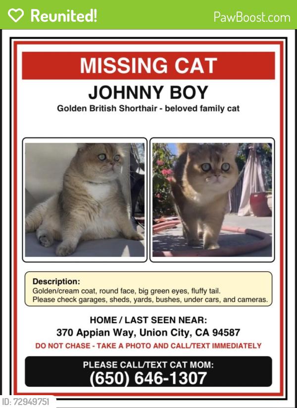 Reunited Male Cat last seen Near Appian Way, Union City, CA 94587, USA, Union City, CA 94587