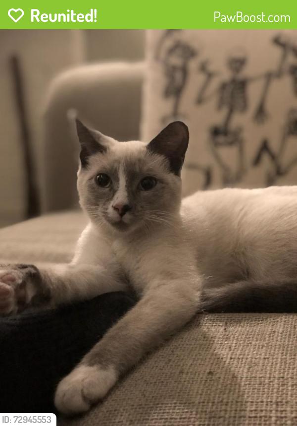Reunited Female Cat last seen State Road S-11-146 and Old Stage Road, Chesnee, SC 29323