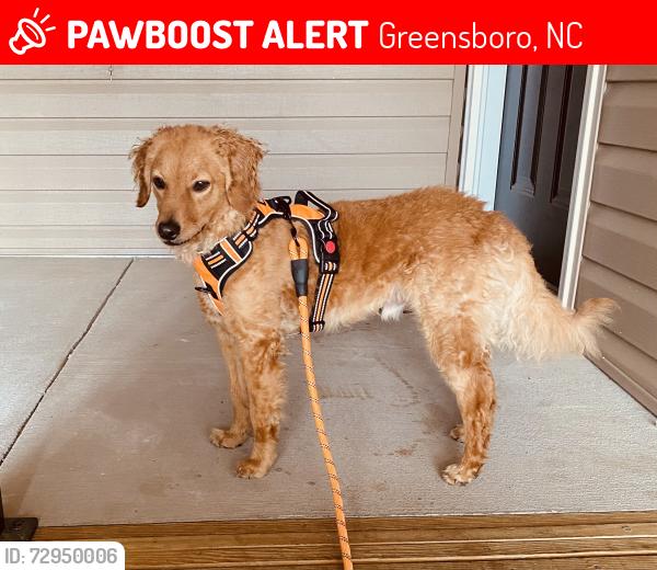 Lost Male Dog last seen North church , Greensboro, NC 27455