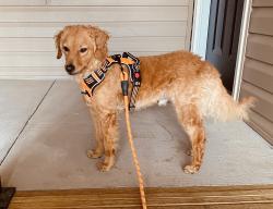 Lost Male Dog last seen North church , Greensboro, NC 27455