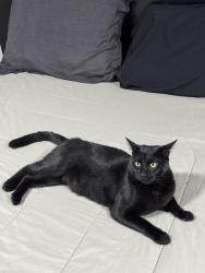Lost Male Cat last seen La Plaza Tapatia , Columbus, OH 43228