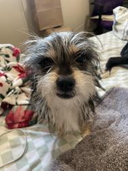 Reunited Male Dog last seen Rayles on Floyd, Freedom Park, Modesto, CA 95355