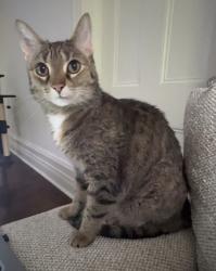 Reunited Female Cat last seen King Edward, Ottawa, ON K1N 5B3
