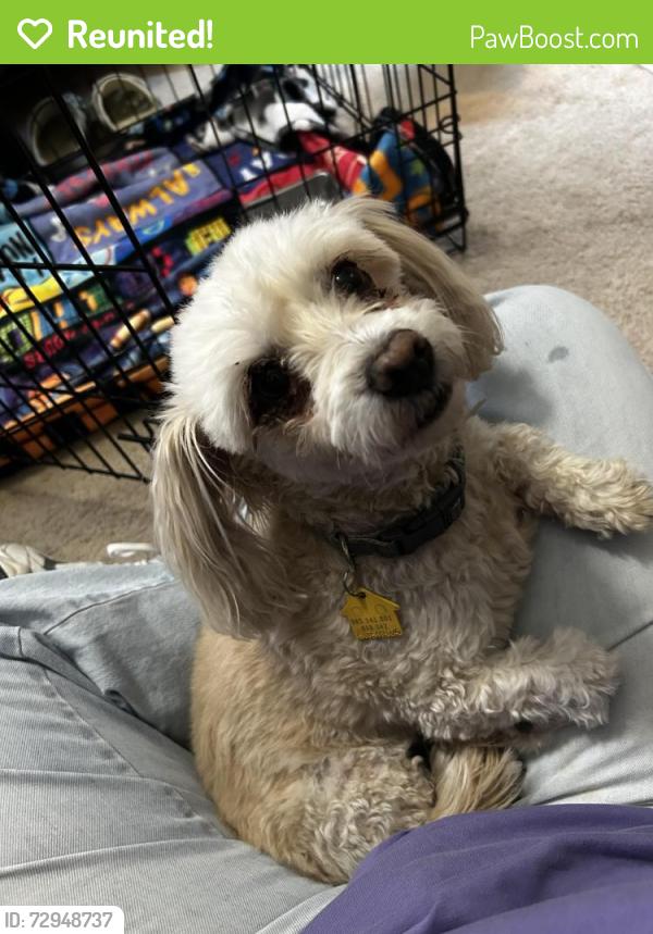 Reunited Female Dog last seen Black tern, El Paso, TX 79911