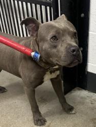 Shelter Stray Male Dog last seen , OH , Cleveland, OH 44102