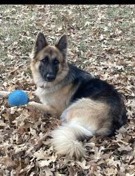 Reunited Female Dog last seen fm802/paredes , Brownsville, TX 78526