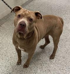 Shelter Stray Male Dog last seen Near N Bales Ave, 64117, MO, Kansas City, MO 64132