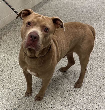 Shelter Stray Male Dog last seen Near N Bales Ave, 64117, MO, Kansas City, MO 64132