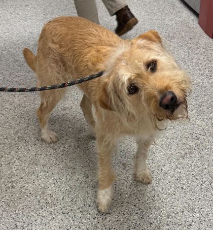 Shelter Stray Male Dog last seen Near NW 74th St, 64152, MO, Kansas City, MO 64132