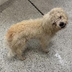 Shelter Stray Male Dog last seen Near N Topping Ave, 64123, MO, Kansas City, MO 64132