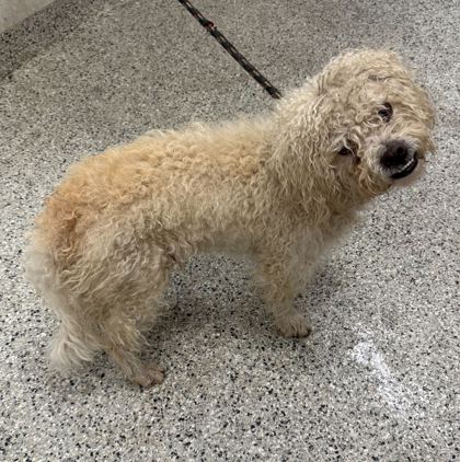 Shelter Stray Male Dog last seen Near N Topping Ave, 64123, MO, Kansas City, MO 64132
