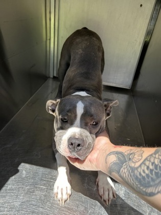 Shelter Stray Female Dog last seen Fort Worth, TX 76111, Fort Worth, TX 76119