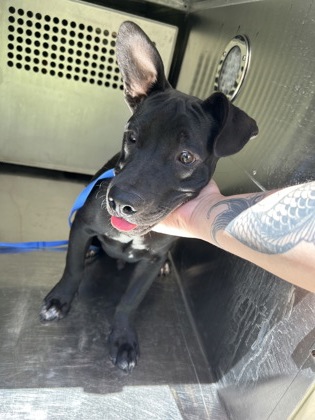 Shelter Stray Male Dog last seen Fort Worth, TX 76111, Fort Worth, TX 76119