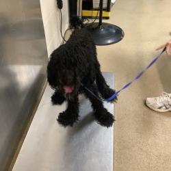 Shelter Stray Female Dog last seen Fort Worth, TX 76116, Fort Worth, TX 76119