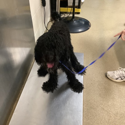Shelter Stray Female Dog last seen Fort Worth, TX 76116, Fort Worth, TX 76119
