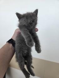 Shelter Stray Female Cat last seen , TX , Fort Worth, TX 76119