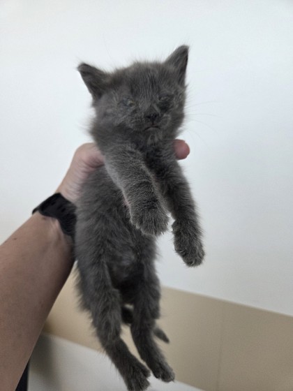 Shelter Stray Female Cat last seen , TX , Fort Worth, TX 76119
