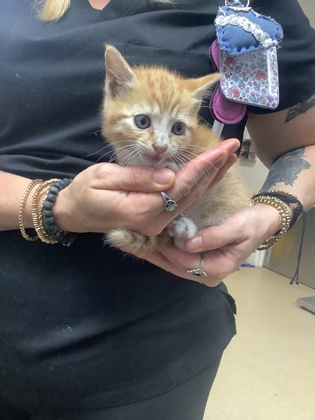 Shelter Stray Male Cat last seen Fort Worth, TX 76112, Fort Worth, TX 76119
