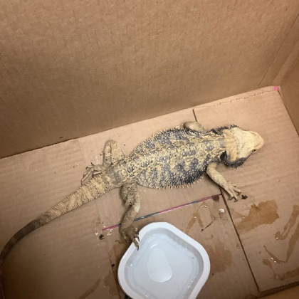 Shelter Stray Unknown Lizard last seen , TX , Fort Worth, TX 76119