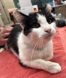 Shelter Stray Male Cat last seen Indianapolis, IN 46205, Fishers, IN 46038