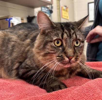 Shelter Stray Male Cat last seen Westfield, IN 46074, Fishers, IN 46038