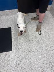 Shelter Stray Male Dog last seen Atlanta, GA 30331, Atlanta, GA 30336