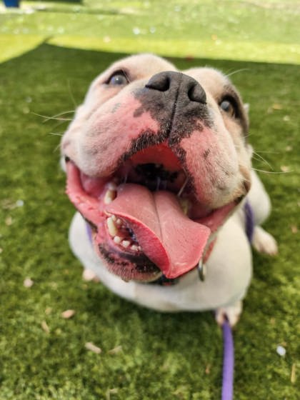 Shelter Stray Female Dog last seen Near Old York Rd, 21218, MD, Baltimore, MD 21230