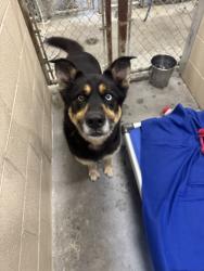 Shelter Stray Male Dog last seen Berkeley County, SC 29461, North Charleston, SC 29406