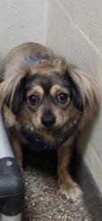 Shelter Stray Female Dog last seen Charleston, SC 29407, North Charleston, SC 29406
