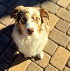 Lost Male Dog last seen Family Lewis park, Las Vegas, NV 89142