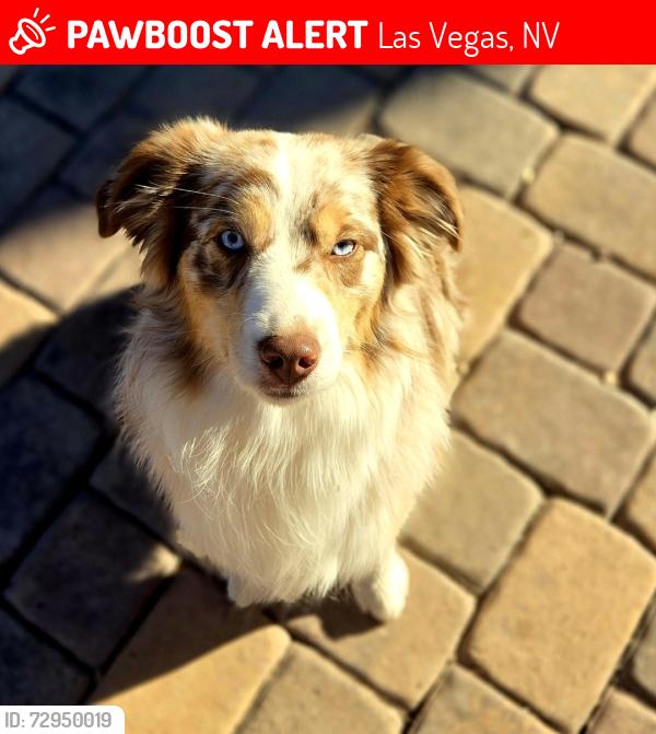 Lost Male Dog last seen Family Lewis park, Las Vegas, NV 89142