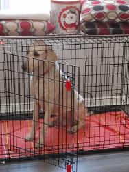 Reunited Male Dog last seen Bel Air road, Overlea, MD 21236