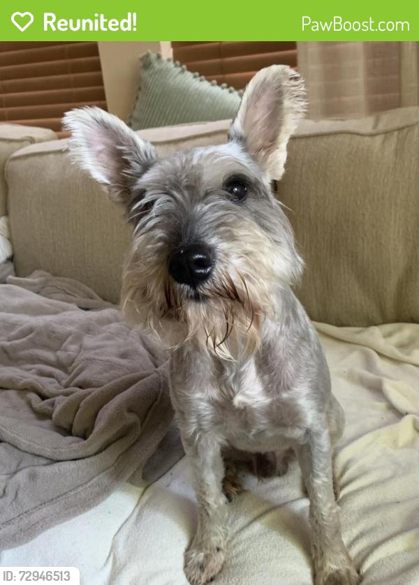 Reunited Male Dog last seen Hamilwood and forest heights , Houston, TX 77002