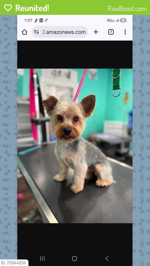 Reunited Male Dog last seen Near n. Octavia , Chicago, IL 60707