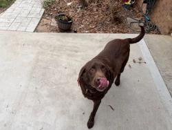 Reunited Male Dog last seen Andes rd / la Paloma , Knoxville, TN 37914