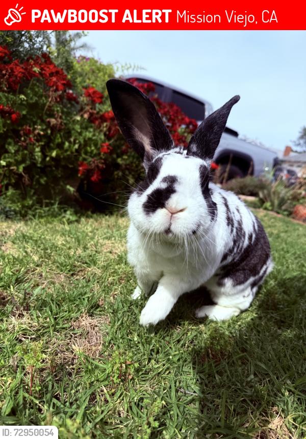 Lost Male Rabbit last seen Vía Ronda, Mission Viejo, CA 92691