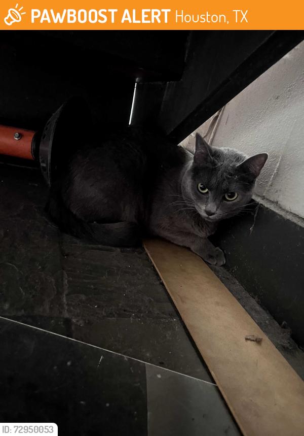 Found/Stray Unknown Cat last seen Near Runnels St, Houston, TX 77003, Houston, TX 77003