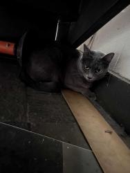 Found/Stray Unknown Cat last seen Near Runnels St, Houston, TX 77003, Houston, TX 77003