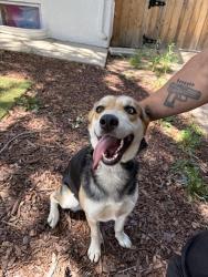 Reunited Female Dog last seen Saratoga & Caplulin, Colorado Springs, CO 80910
