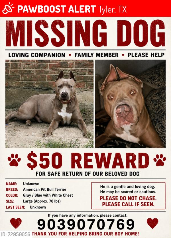 Lost Male Dog last seen Suel dr Tyler tx , Tyler, TX 75702