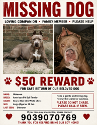Lost Male Dog last seen Suel dr Tyler tx , Tyler, TX 75702