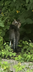 Found/Stray Unknown Cat last seen Como Ave SE, Minneapolis, MN 55414